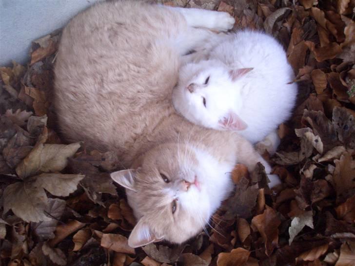 Blanding af racer pjucke billede 5