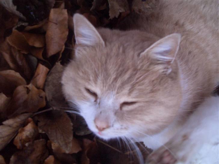 Blanding af racer pjucke billede 6