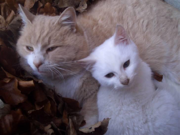 Blanding af racer pjucke billede 7