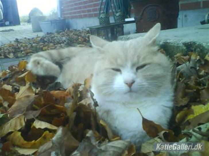 Blanding af racer pjucke - pjuller ligger og slapper af i bladene billede 8