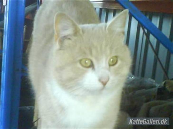 Blanding af racer pjucke - <3<3 billede 9