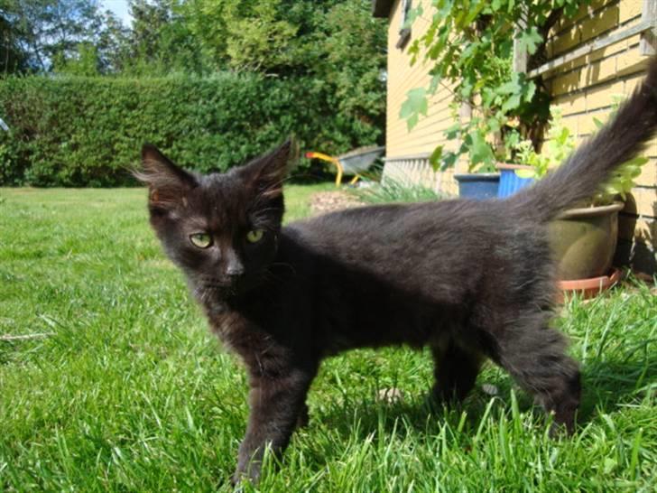 Blanding af racer frederik billede 5