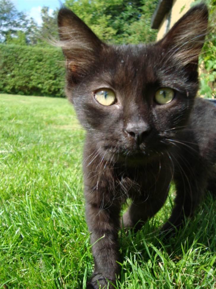 Blanding af racer frederik billede 6