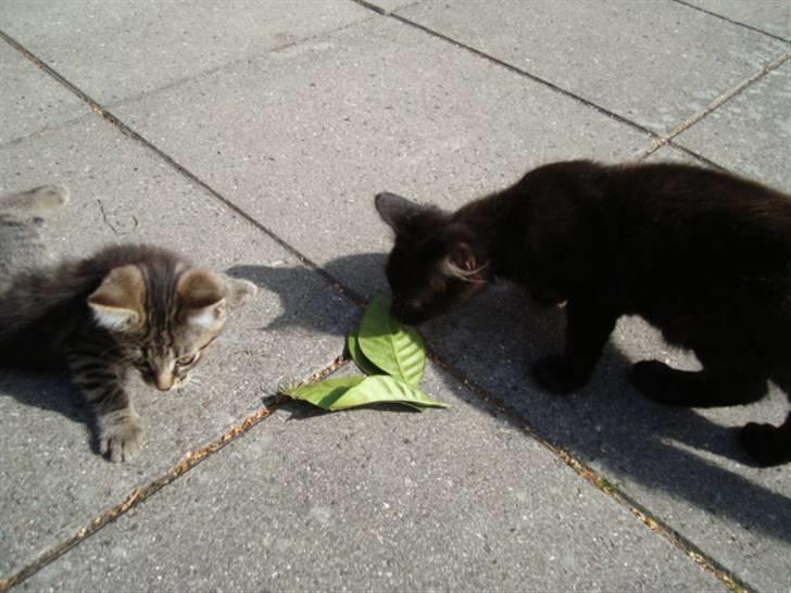 Blanding af racer frederik billede 7