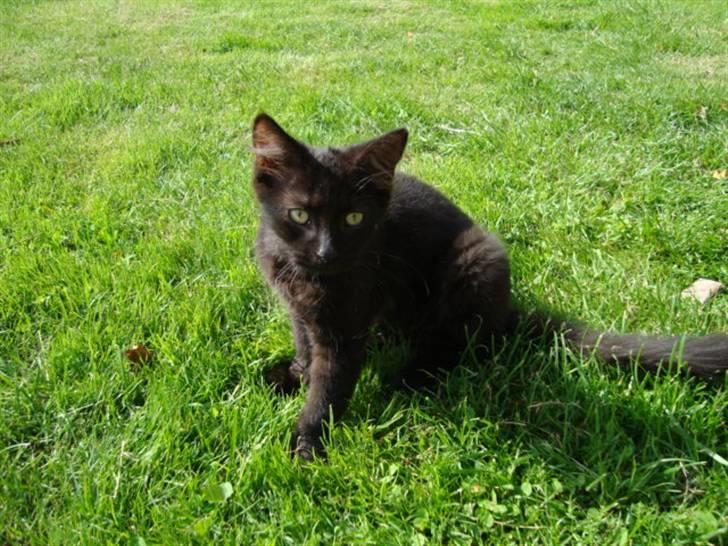 Blanding af racer frederik billede 8