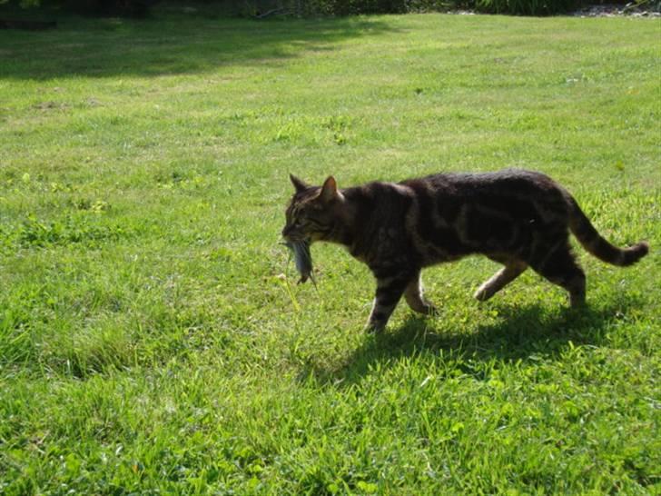 Blanding af racer lile søster/søser billede 10