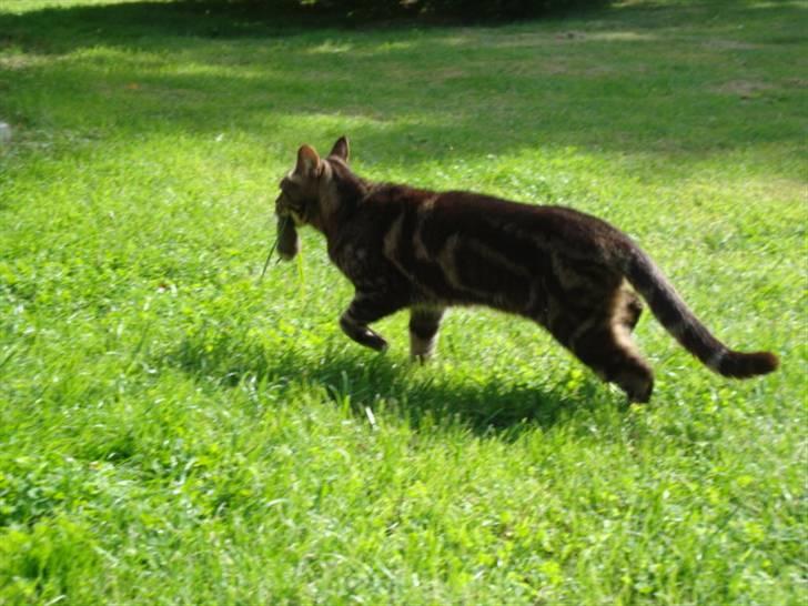 Blanding af racer lile søster/søser billede 11