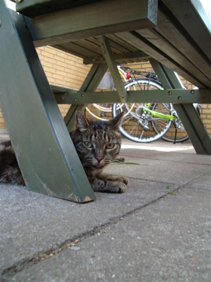 Blanding af racer lile søster/søser billede 12