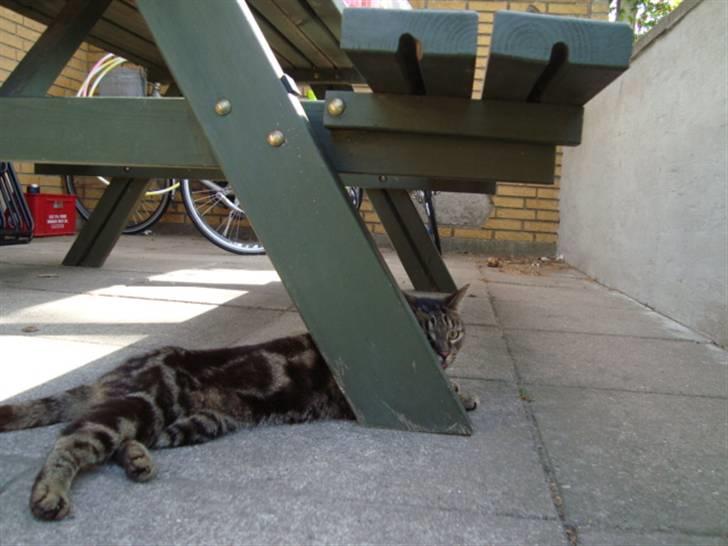 Blanding af racer lile søster/søser billede 13