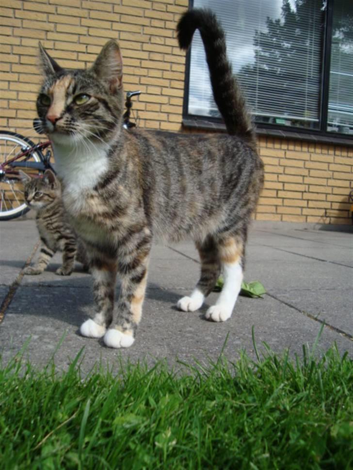 Blanding af racer Trine billede 17