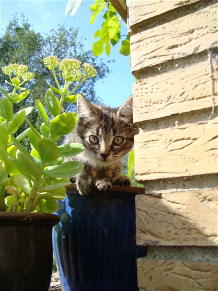 Blanding af racer Tilde - Tilde i haven billede 1