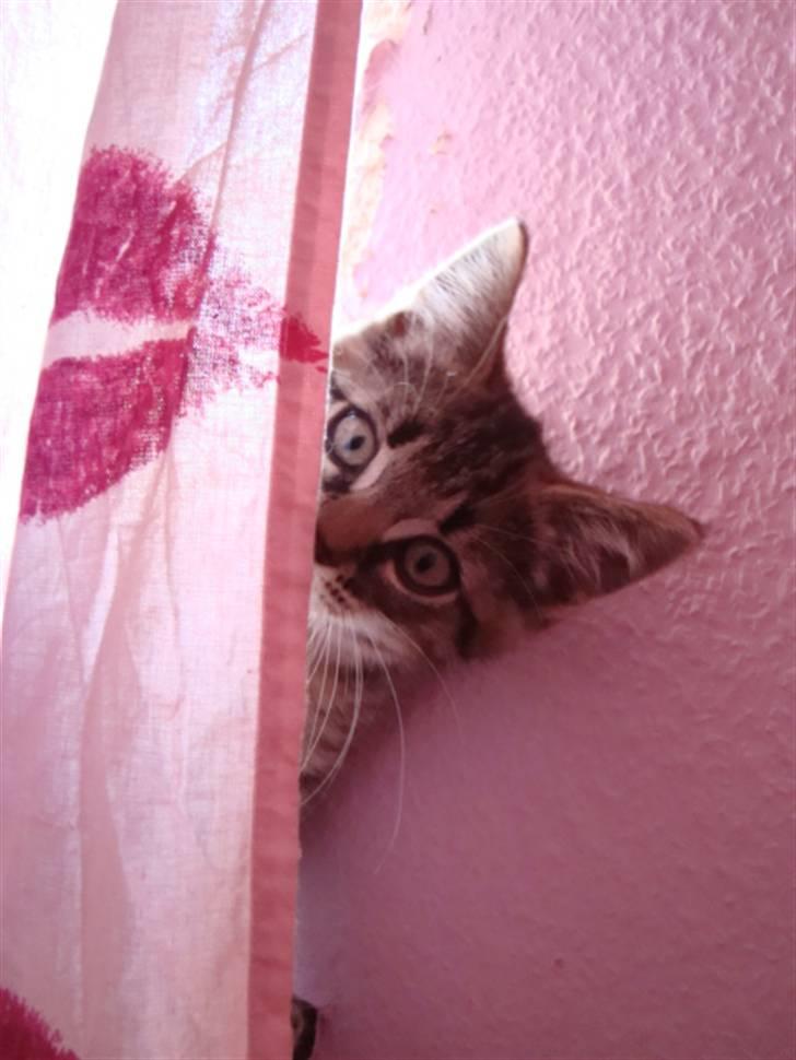 Blanding af racer Tilde - Tilde gæmmer sig XD billede 2