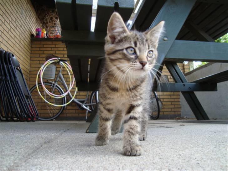 Blanding af racer Tilde - Tilde er uden for billede 4