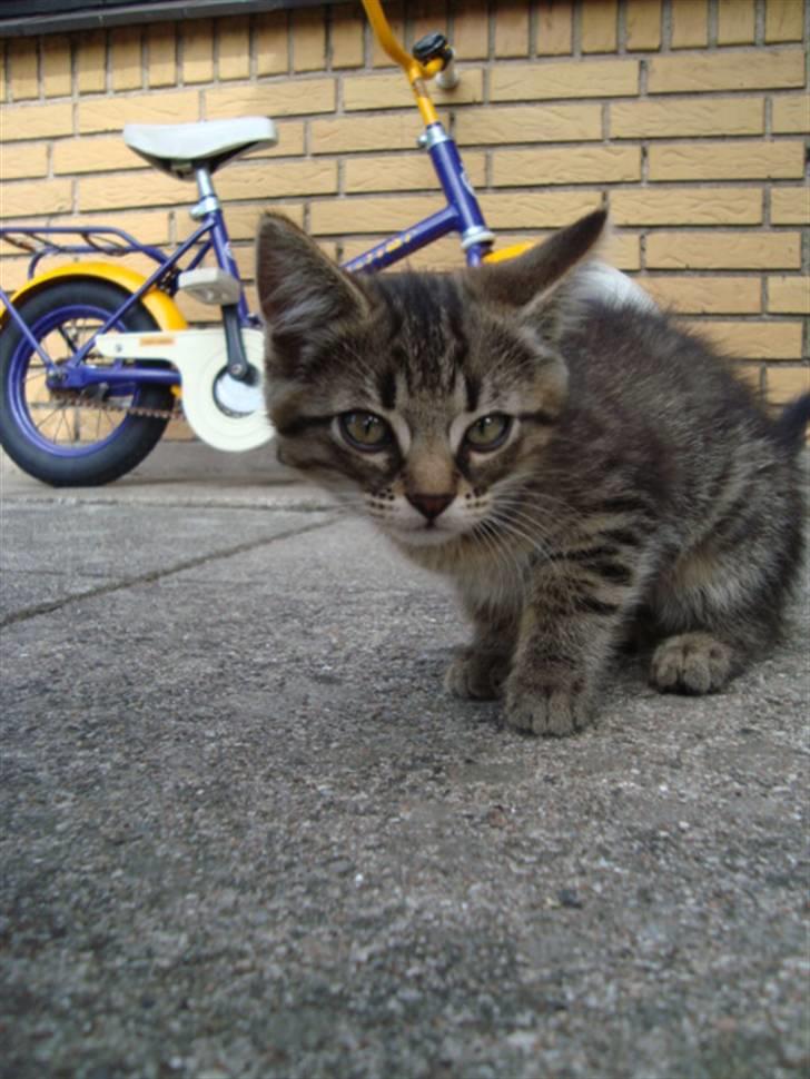 Blanding af racer Tilde - Tilde er uden for billede 5