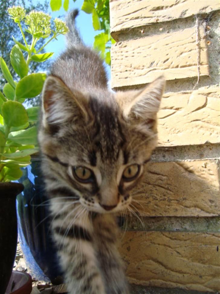 Blanding af racer Tilde - Tilde i haven billede 6