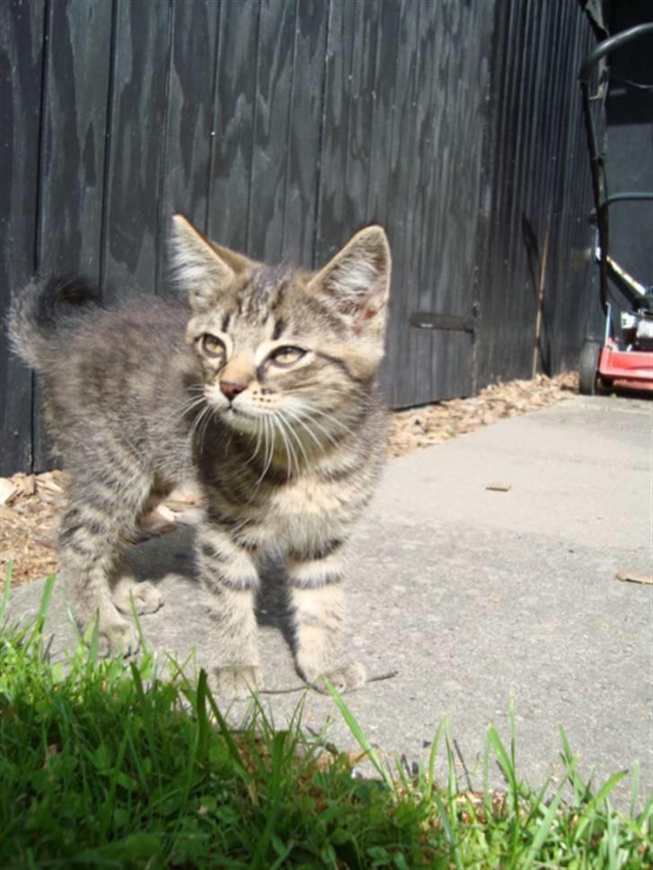 Blanding af racer Tilde - Tilde er uden for billede 7