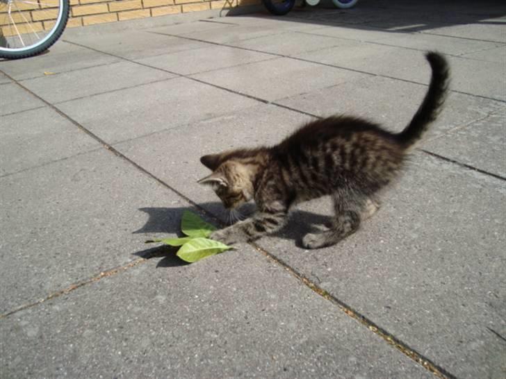 Blanding af racer Tilde - Tilde har fundet et blad billede 8