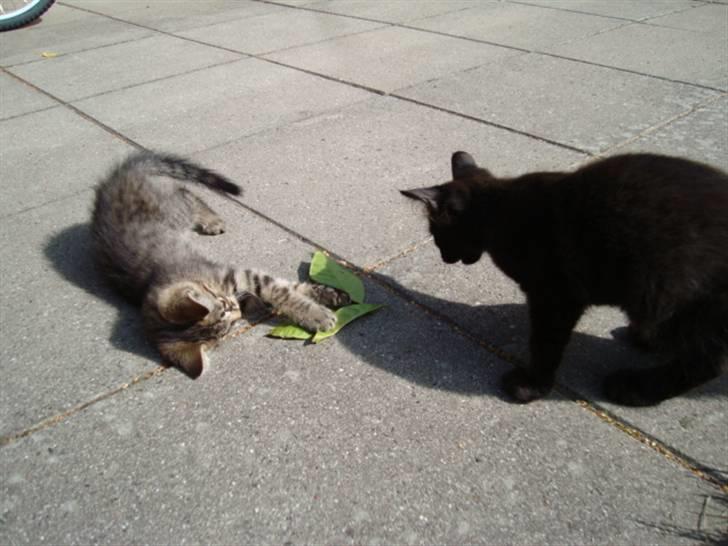 Blanding af racer Tilde - Tilde og Frederik billede 9