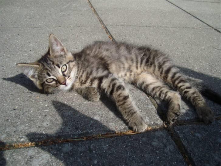 Blanding af racer Tilde - Tilde er uden for billede 10