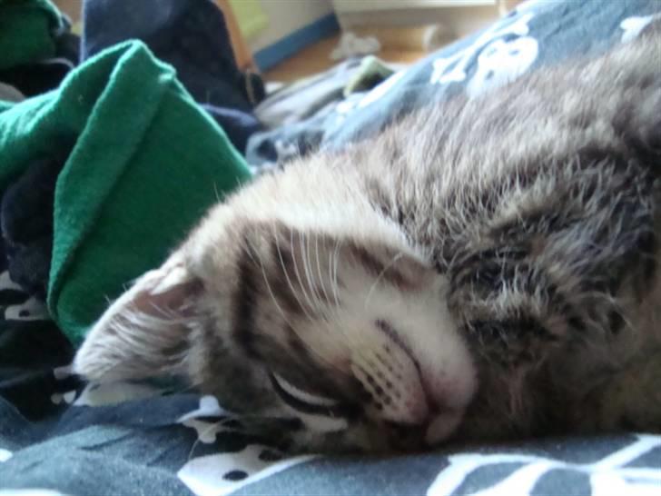 Blanding af racer Tilde billede 11