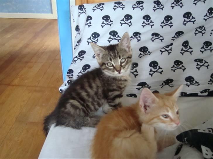 Blanding af racer Tilde billede 12