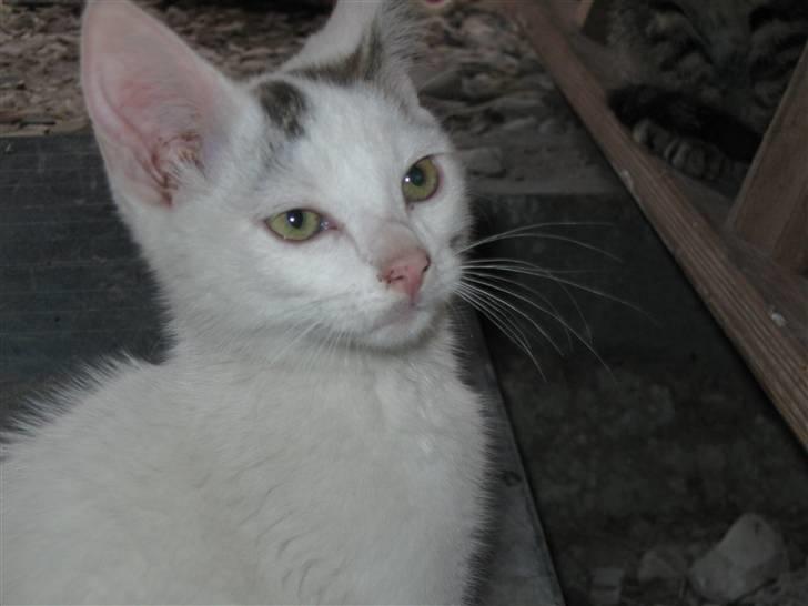 Huskat Snowflake billede 1