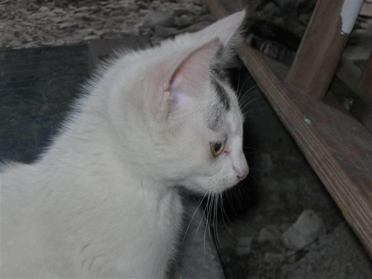 Huskat Snowflake billede 2