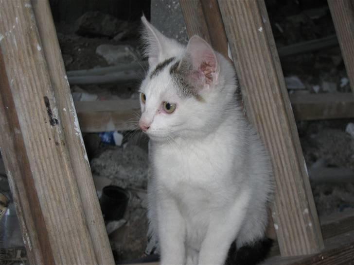 Huskat Snowflake billede 3