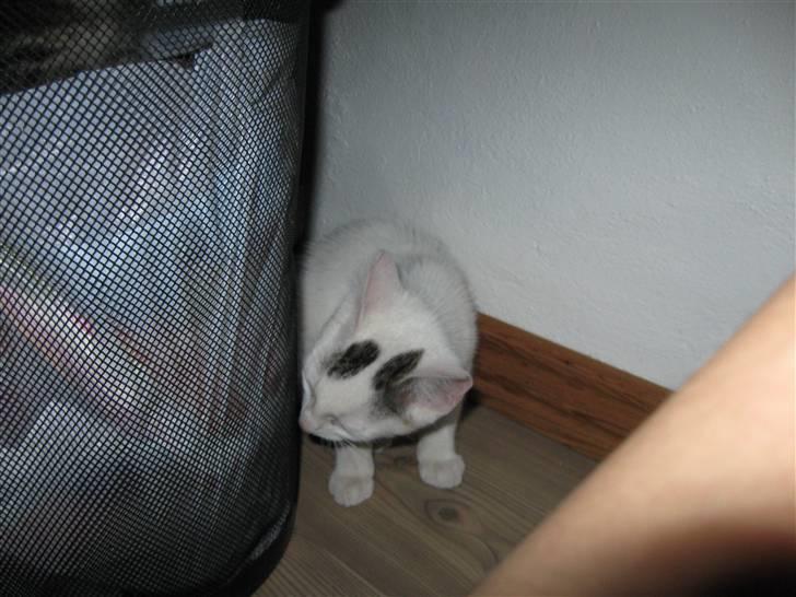 Huskat Snowflake billede 4