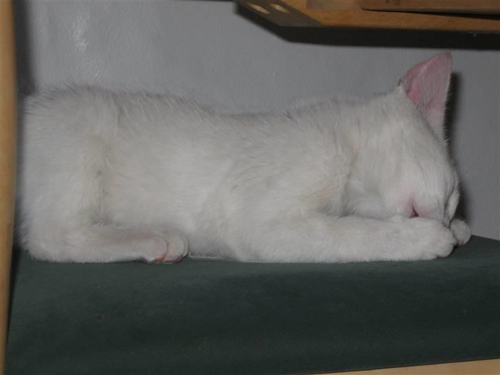 Huskat Snowflake billede 5