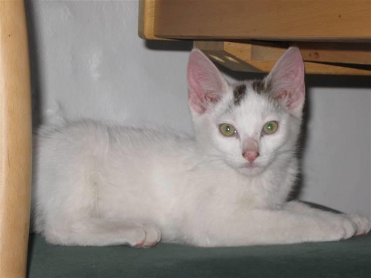 Huskat Snowflake billede 6