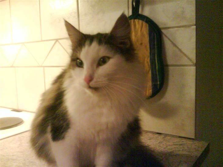 Huskat trille billede 1