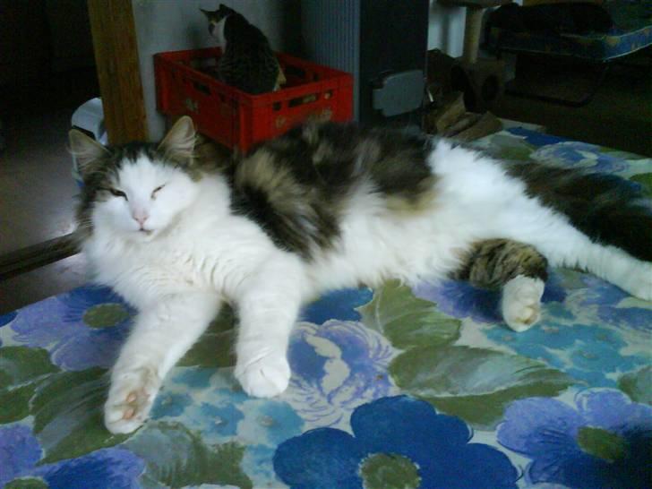 Huskat trille billede 2