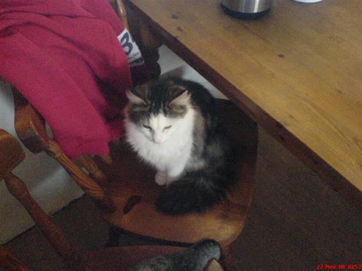 Huskat trille billede 3