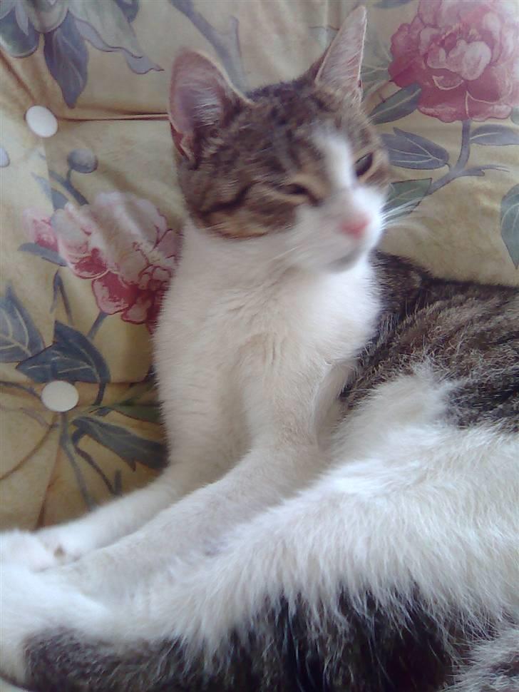 Huskat Jozz billede 9