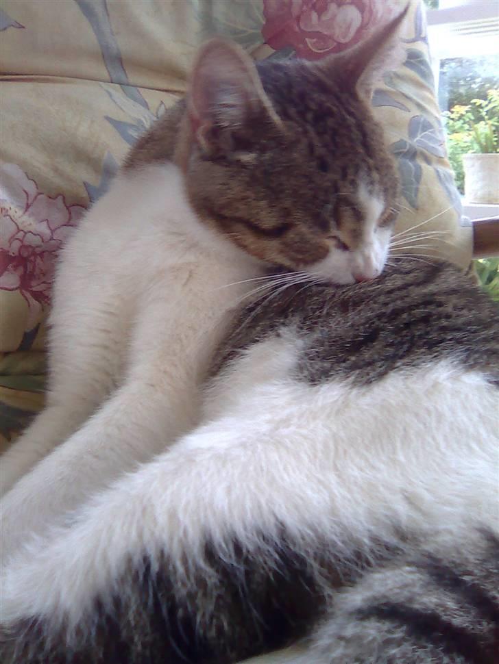 Huskat Jozz billede 10