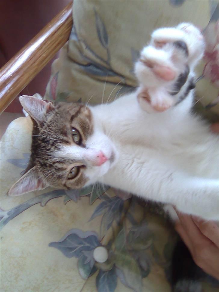 Huskat Jozz billede 14