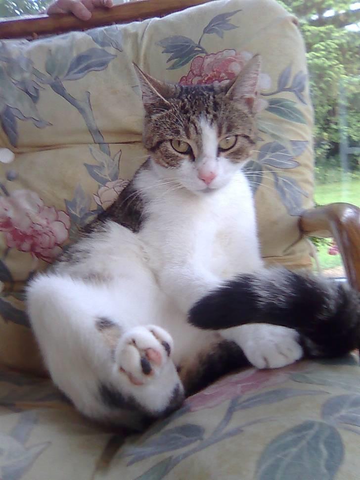 Huskat Jozz billede 16