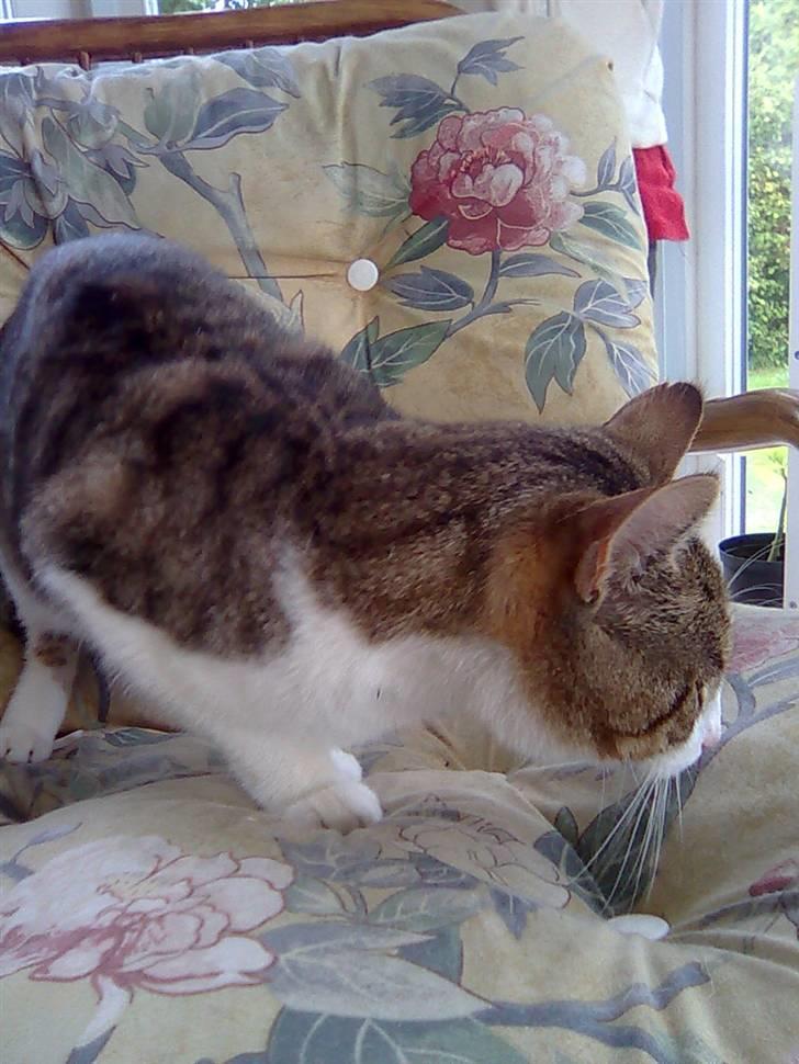 Huskat Jozz billede 17