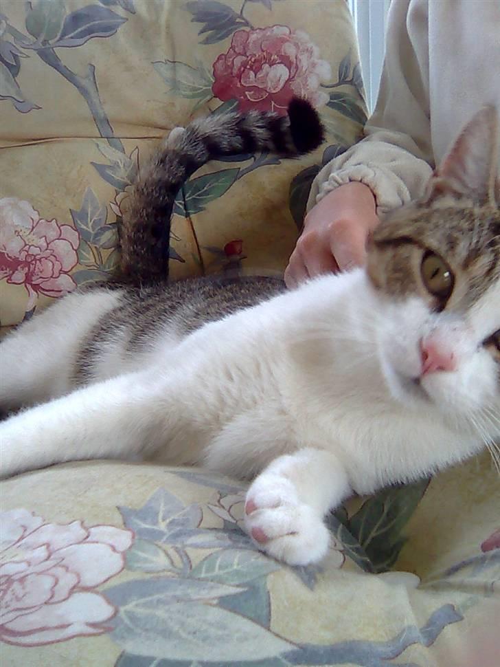 Huskat Jozz billede 19