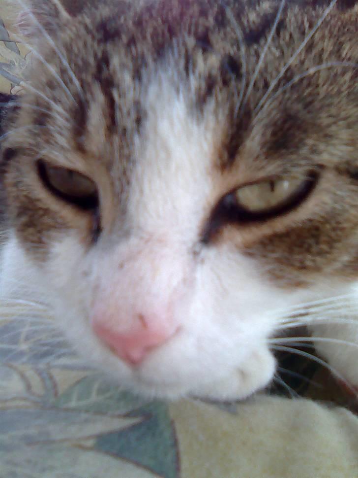 Huskat Jozz billede 20