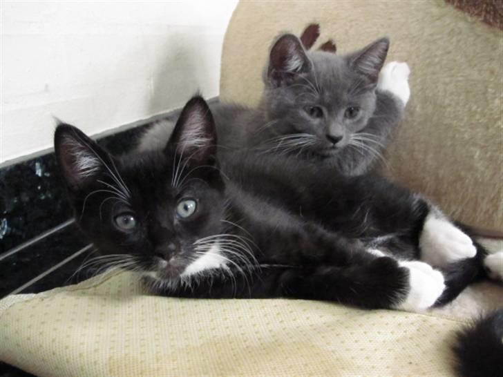 Huskat Rødtjørn´s LilleTim billede 1