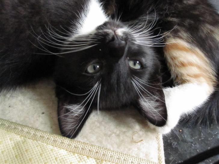 Huskat Rødtjørn´s LilleTim billede 2