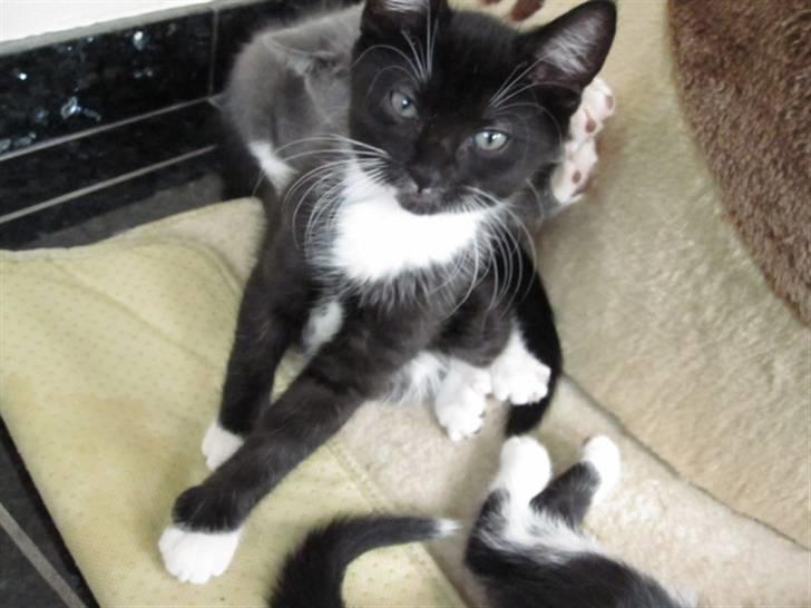 Huskat Rødtjørn´s LilleTim billede 3