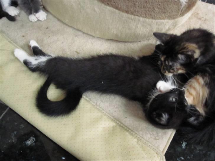 Huskat Rødtjørn´s LilleTim billede 4