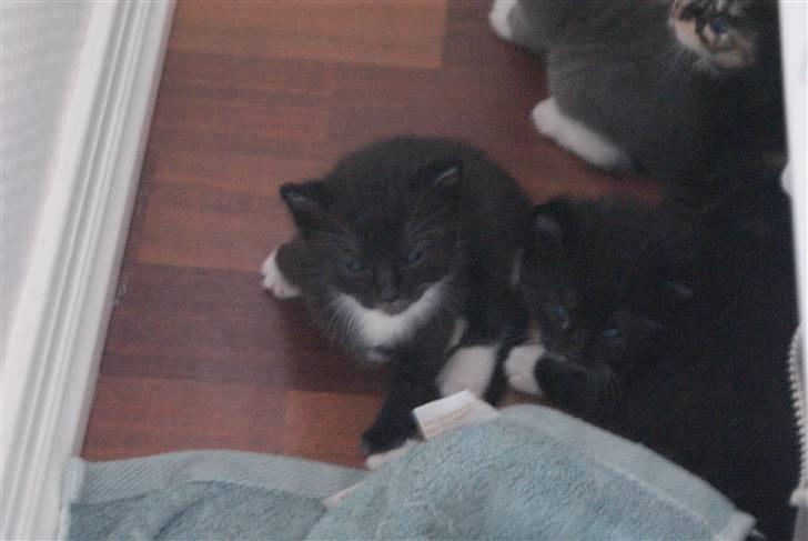 Huskat Rødtjørn´s LilleTim billede 5