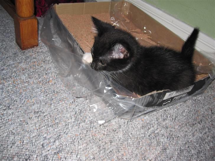 Huskat Rødtjørn´s LilleTim billede 6