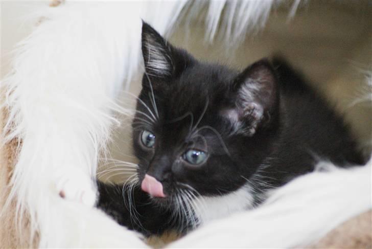 Huskat Rødtjørn´s LilleTim billede 7