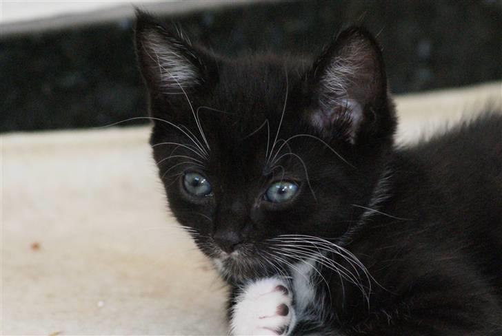 Huskat Rødtjørn´s LilleTim billede 8