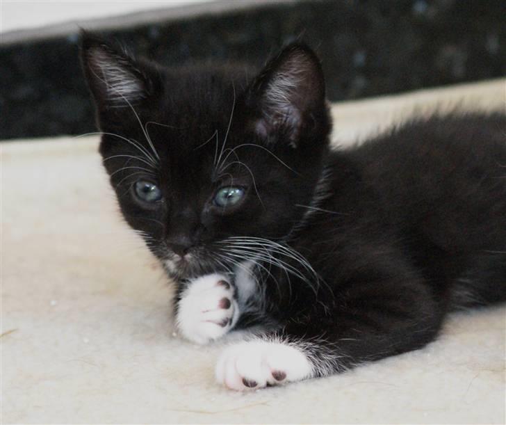 Huskat Rødtjørn´s LilleTim billede 9